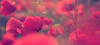 portfolio_featured_image2